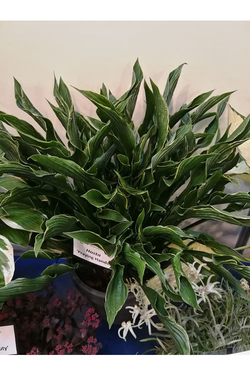 Funkia 'Praying Hands' | Hosta