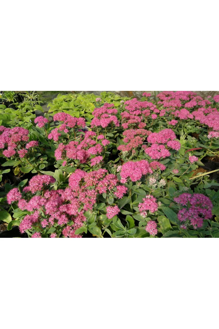 Rozchodnik okazały 'Brillant' | Sedum spectabile