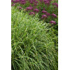 Miskant chiński 'Little Zebra' | Miscanthus sinensis