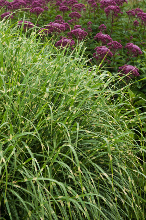 Miskant chiński 'Little Zebra' | Miscanthus sinensis