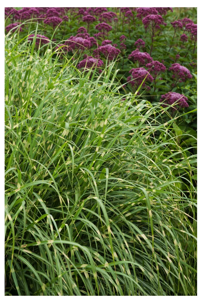 Miskant chiński 'Little Zebra' | Miscanthus sinensis