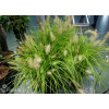 Rozplenica japońska 'Hameln Gold' | Pennisetum alopecuroides