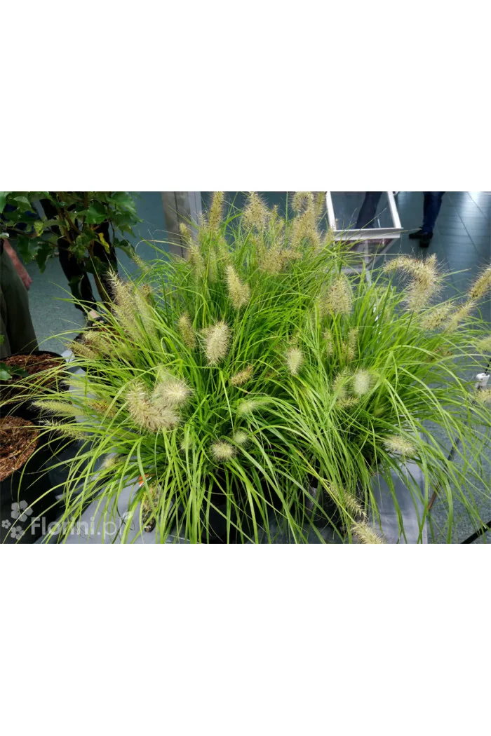 Rozplenica japońska 'Hameln Gold' | Pennisetum alopecuroides
