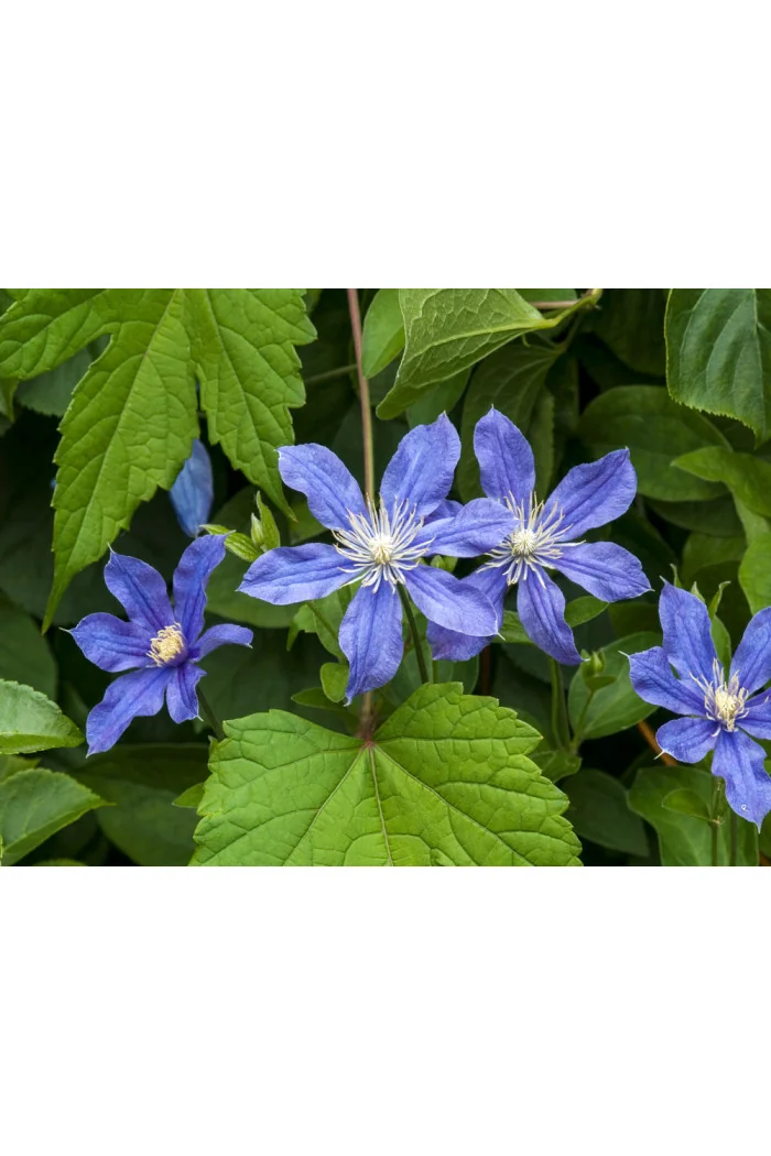 Powojnik 'Arabella' | Clematis