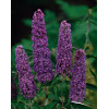 Budleja Dawida 'Nanho Blue' Buddleja davidii