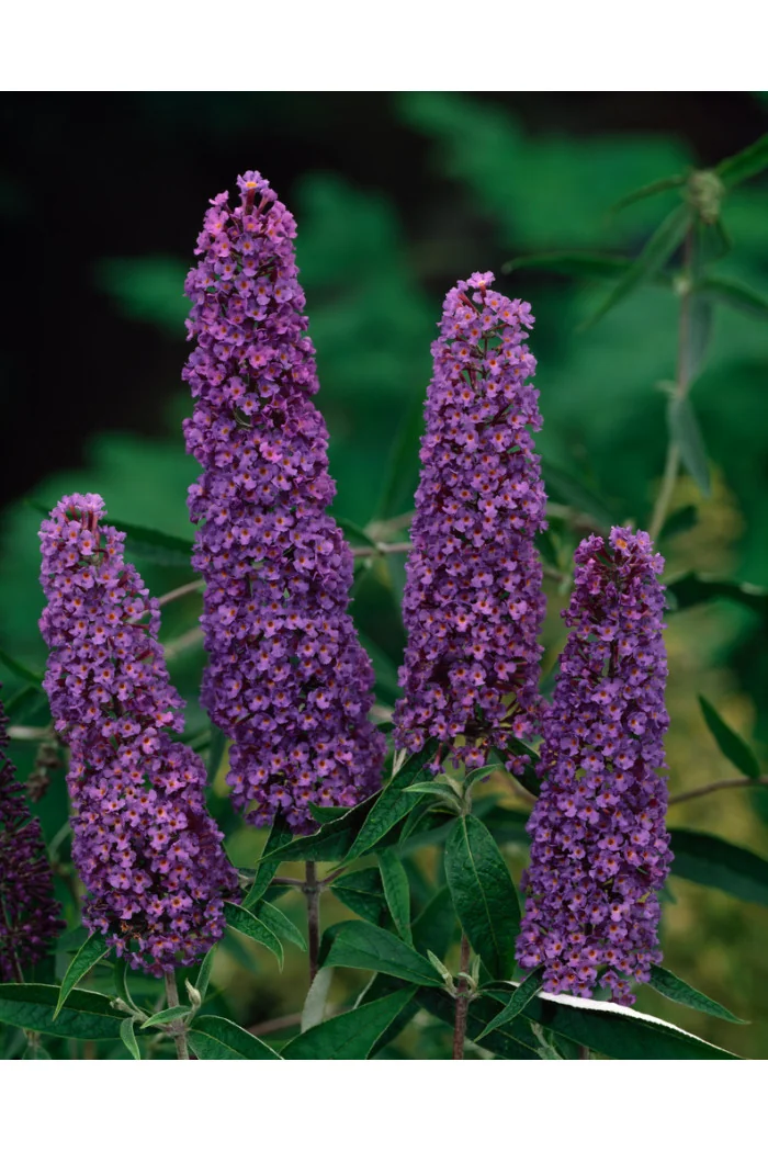 Budleja Dawida 'Nanho Blue' Buddleja davidii