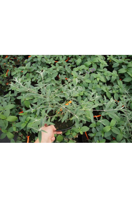 Budleja Dawida 'Nanho Blue' Buddleja davidii