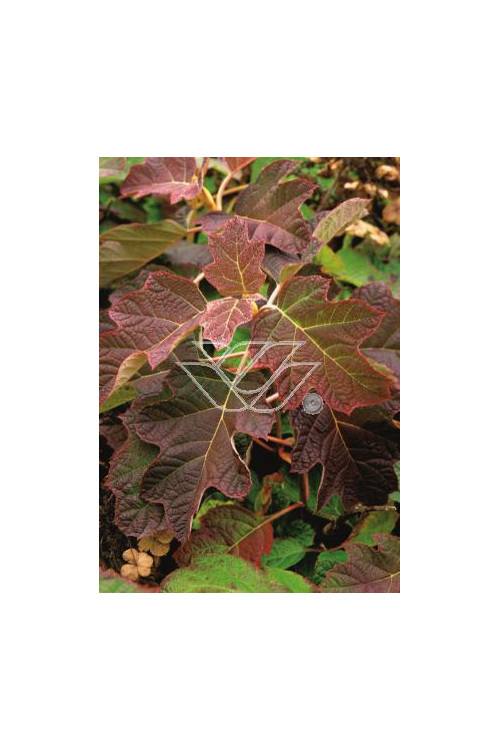 hortensja, hortensja dębolistna, hortensja Snow Queen, hydrangea, hydrangea quercifolia