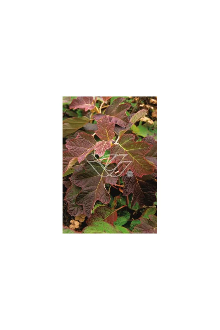 hortensja, hortensja dębolistna, hortensja Snow Queen, hydrangea, hydrangea quercifolia