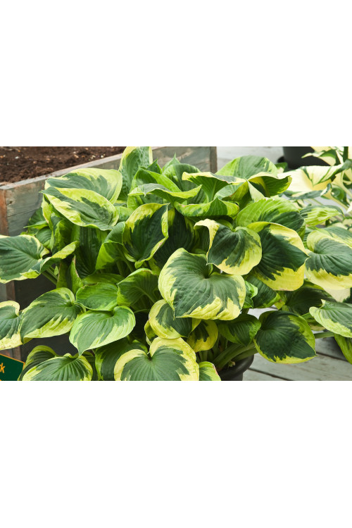 Funkia 'Twilight' | Hosta