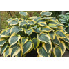 Funkia 'First Frost' Hosta