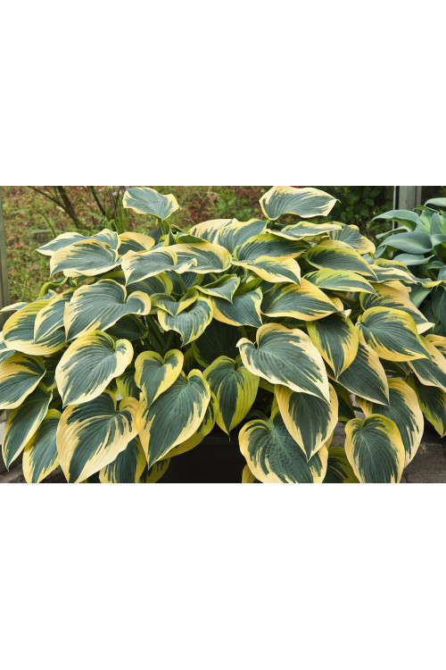 Funkia 'First Frost' Hosta
