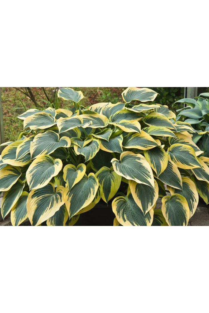 Funkia 'First Frost' Hosta