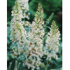 budleja, budleja white ball, Buddleja
