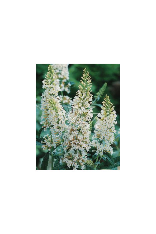 budleja, budleja white ball, Buddleja
