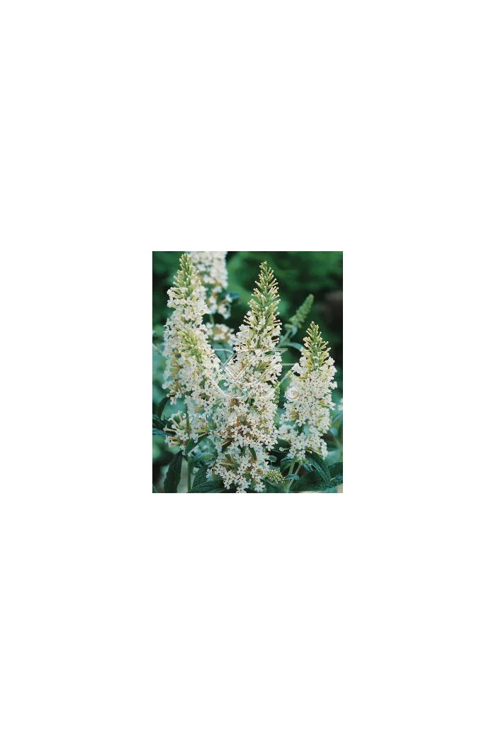 budleja, budleja white ball, Buddleja