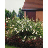 budleja, budleja white ball, Buddleja