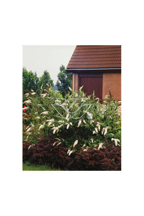 budleja, budleja white ball, Buddleja
