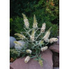 budleja, budleja white ball, Buddleja