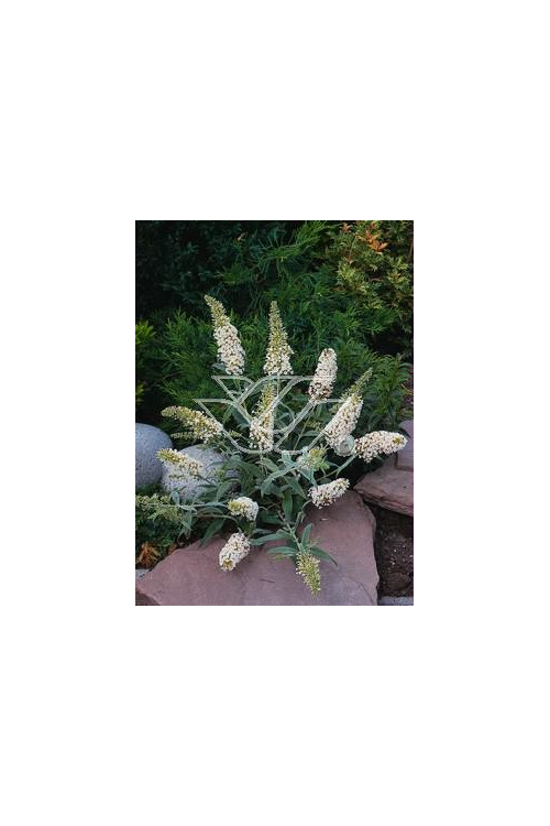 budleja, budleja white ball, Buddleja