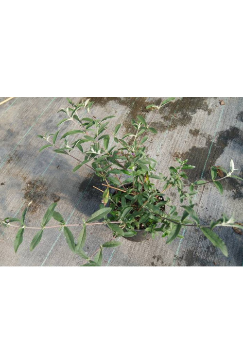 budleja, budleja white ball, Buddleja