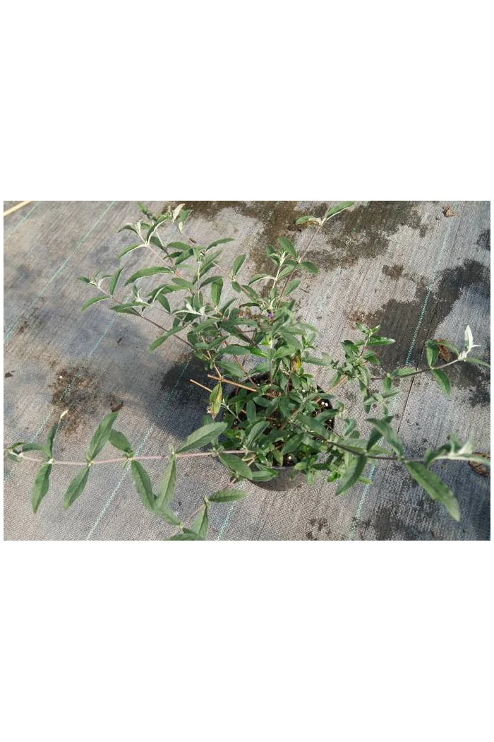 budleja, budleja white ball, Buddleja