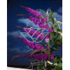 budleja, budleja border beautyl, Buddleja