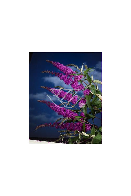 budleja, budleja border beautyl, Buddleja