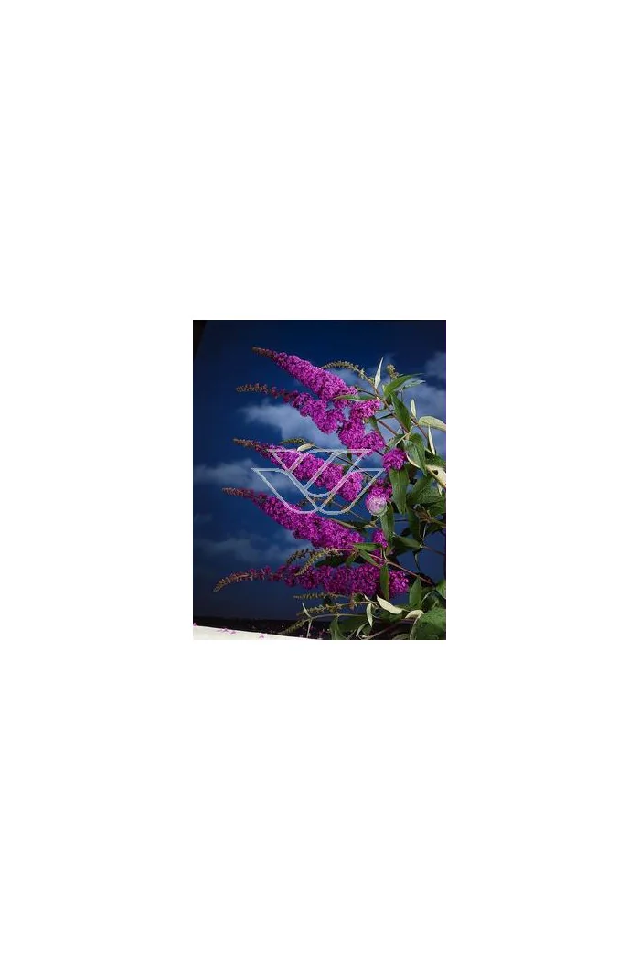 budleja, budleja border beautyl, Buddleja