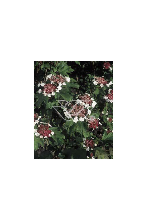 Kalina Sargenta 'Onondaga' Viburnum sargentii