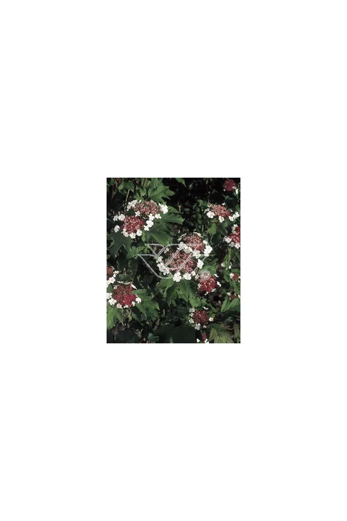 Kalina Sargenta 'Onondaga' Viburnum sargentii