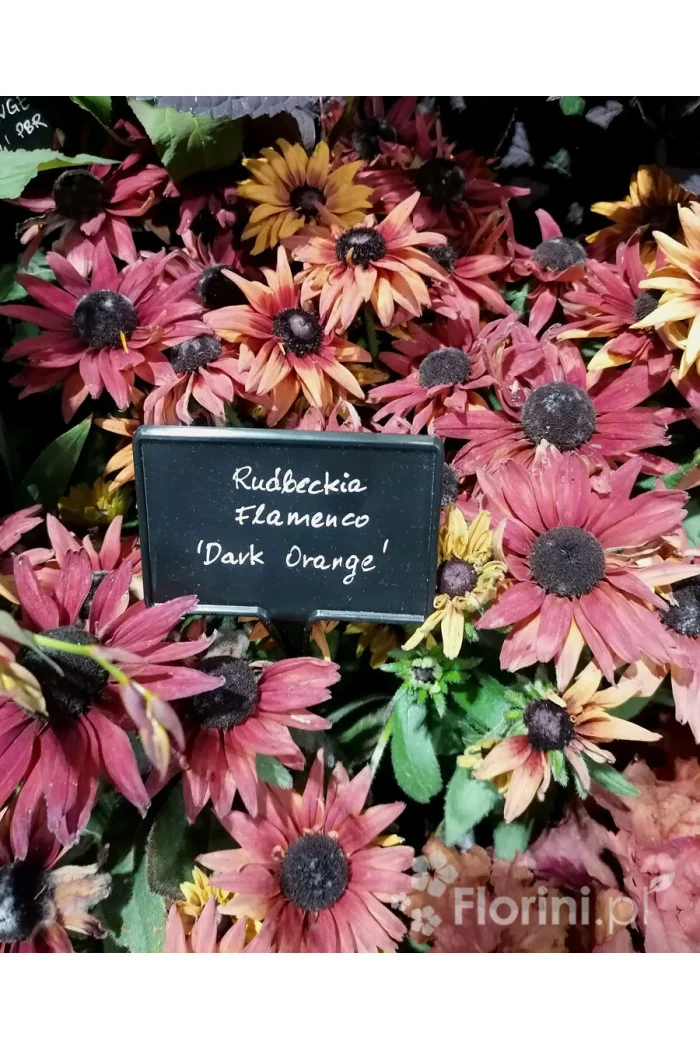 Rudbekia 'Flamenco Dark Orange' Rudbeckia