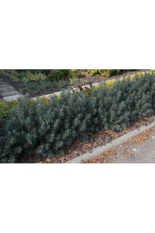 Rokitnik zwyczajny 'Hikul' Hippophae rhamnoides