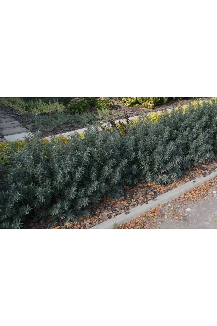 Rokitnik zwyczajny 'Hikul' Hippophae rhamnoides