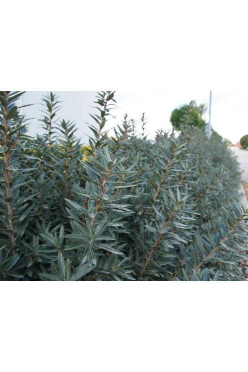 Rokitnik zwyczajny 'Hikul' Hippophae rhamnoides