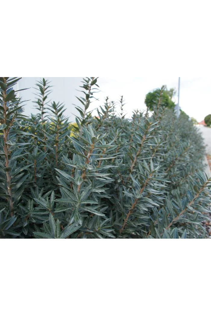 Rokitnik zwyczajny 'Hikul' Hippophae rhamnoides