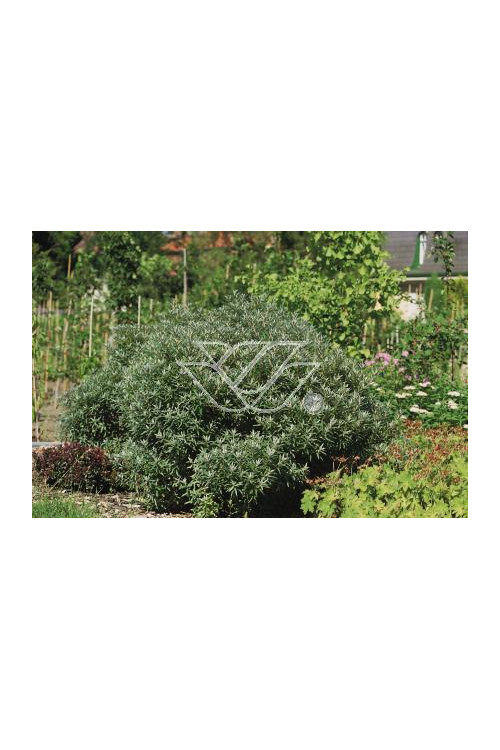 Rokitnik zwyczajny 'Hikul' Hippophae rhamnoides