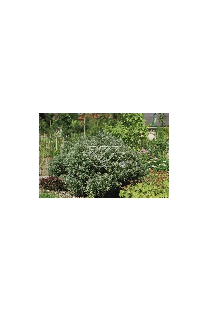 Rokitnik zwyczajny 'Hikul' Hippophae rhamnoides