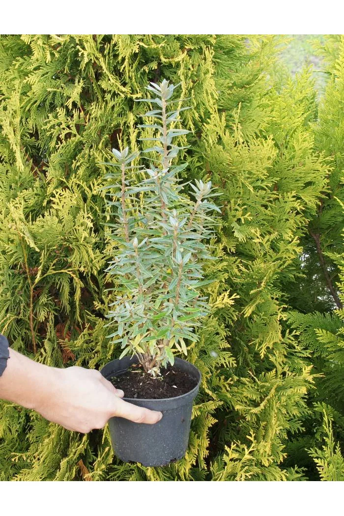 Rokitnik zwyczajny 'Hikul' Hippophae rhamnoides