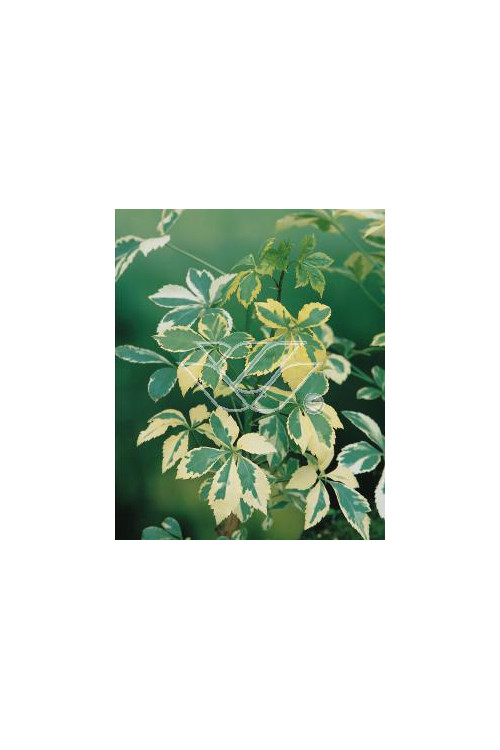 Kolcosił Siebolda 'Variegatus' Eleutherococcus sieboldianusi