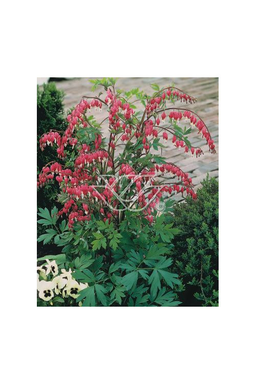 serduszka, serduszka valentine, dicentra valentine