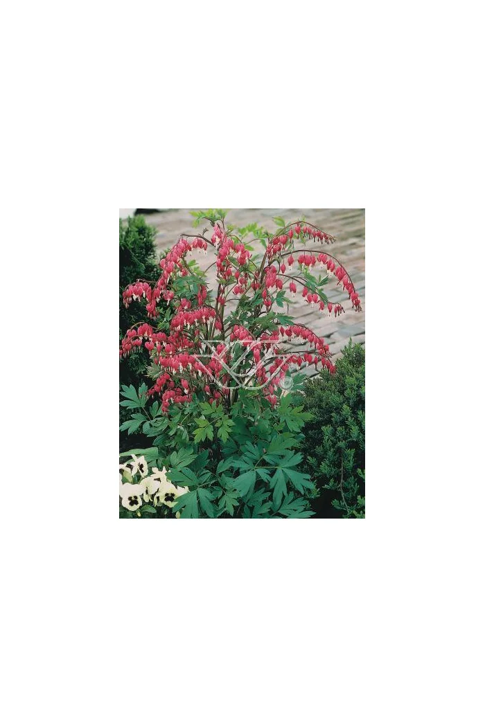 serduszka, serduszka valentine, dicentra valentine