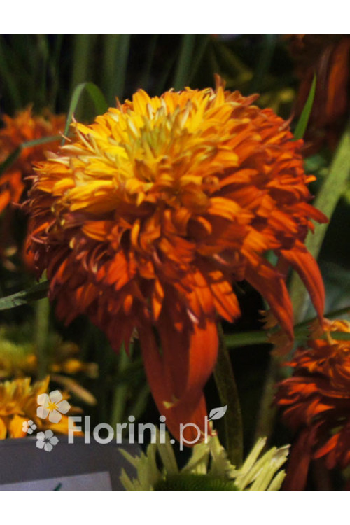 jeżówka, jeżówka Summer Salsa,echinacea, echinacea Summer Salsa