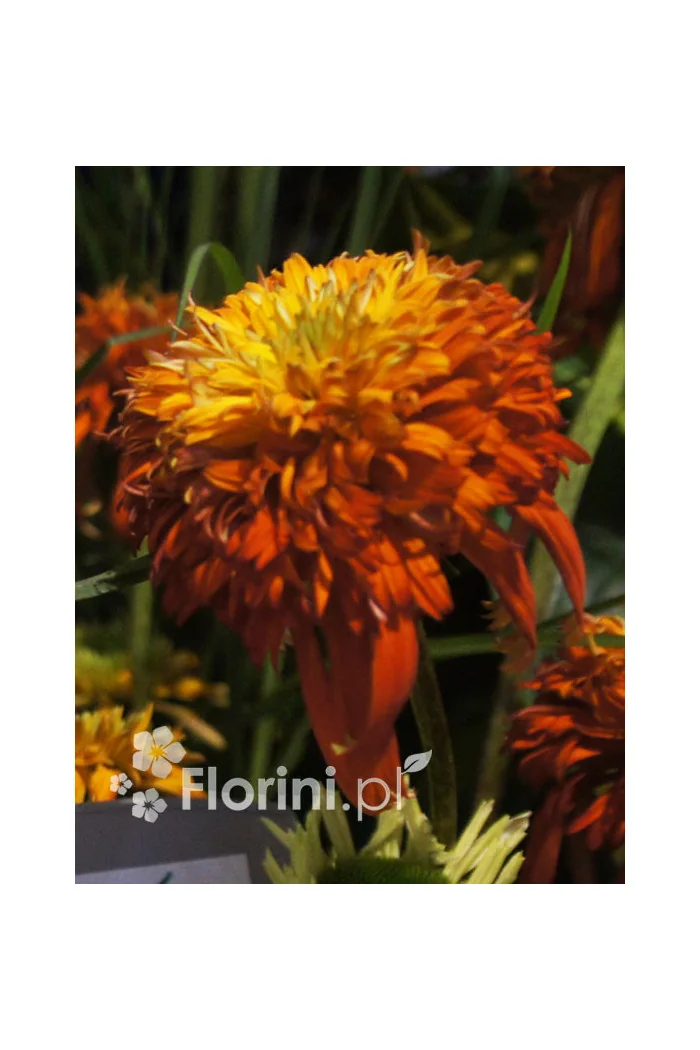 jeżówka, jeżówka Summer Salsa,echinacea, echinacea Summer Salsa