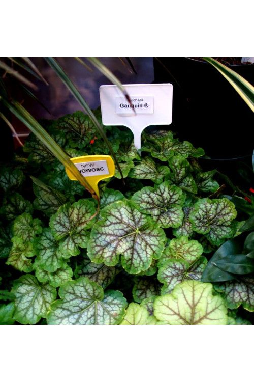 Żurawka 'Gauguin' Heuchera