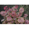 Żurawka 'Gauguin' Heuchera