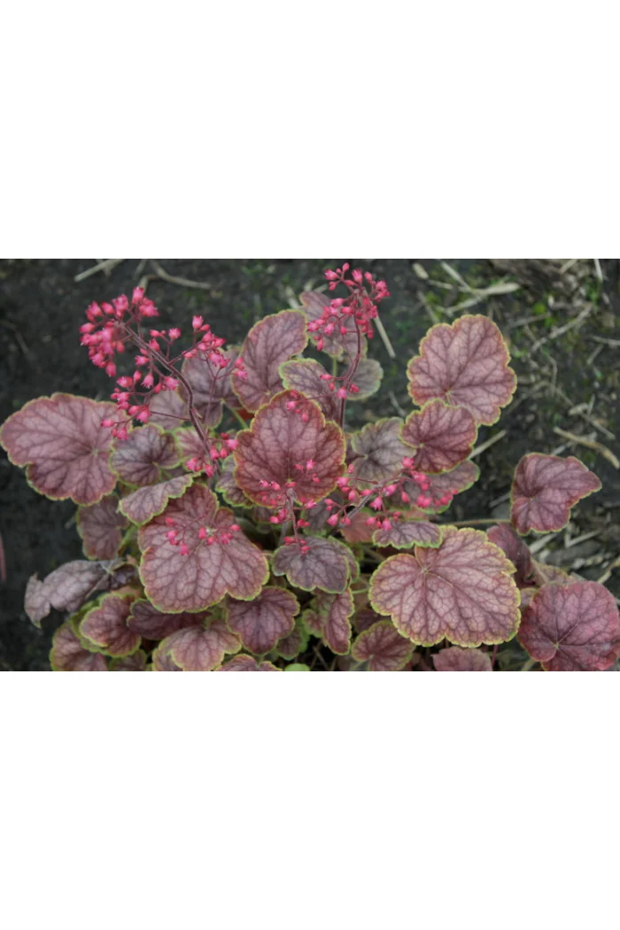 Żurawka 'Gauguin' Heuchera