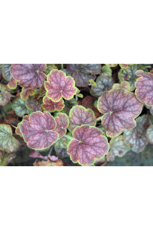 Żurawka 'Gauguin' Heuchera