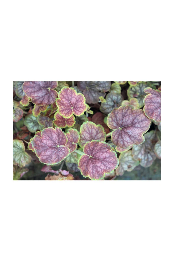 Żurawka 'Gauguin' Heuchera