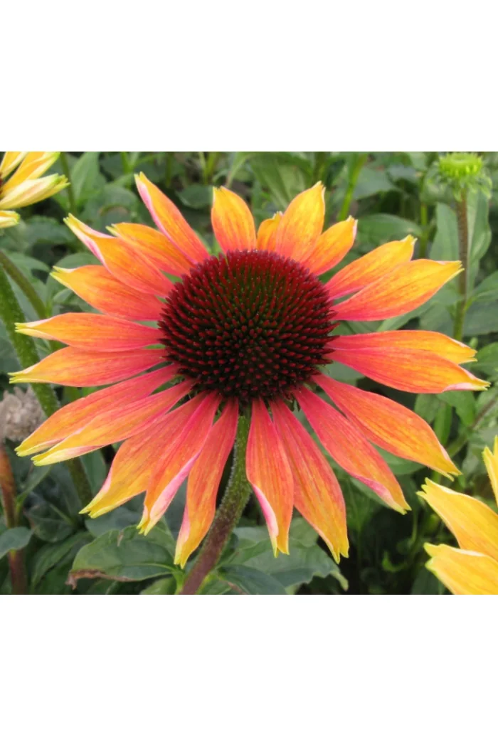 Jeżówka 'Evening Glow' Echinacea